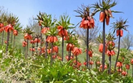 دشت لاله‌های واژگون مشکان، مقصد میهمانان نوروزی فارس
