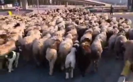 مشکلات عشایر فارس در مسیر شهرها و ییلاق و قشلاق