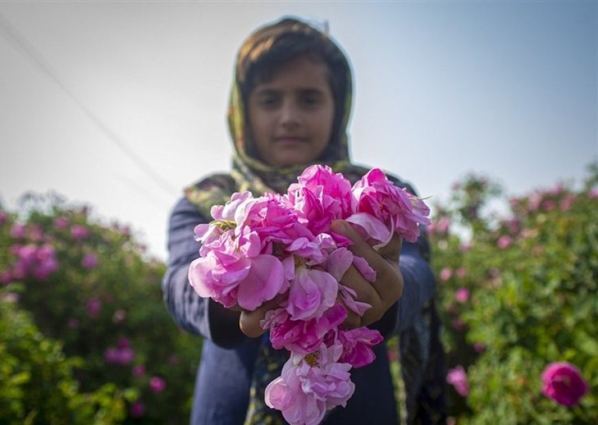 هشتم اردیبهشت ، روزی برای میمند