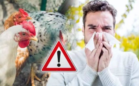 برای پاندمی جدید آماده هستید؟ | سویه جدید آنفولانزای پرندگان با پیش‌بینی صد‌ها میلیون کشته در راه است
