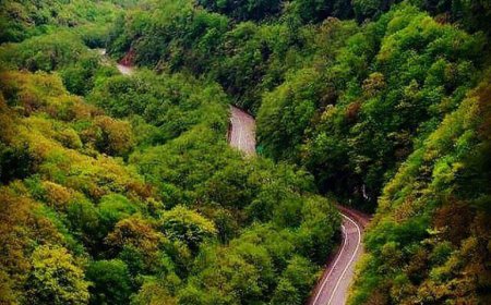 بانک جهانی: مساحت جنگل های ایران ۱۵ درصد رشد کرد