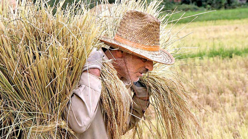 وعده‌ دولت برای تسویه طلب گندم‌کاران؛ منابع لازم پیش‌بینی شده است