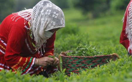 افزون بر ۸۴ هزار تن برگ سبز چای از چایکاران کشور خریداری شد