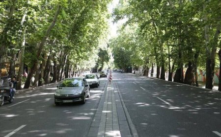 جریمه ۱۶۷ میلیارد تومانی مالک متخلف برای خشک کردن عمدی درختان چنار