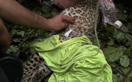 نجات یک تولهٔ پلنگ از چاه در نکا