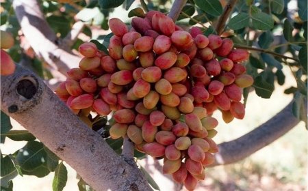 یک پیش‌یینی تکان‌دهنده از قیمت پسته / خسارت سنگین کشاورزان کرمانی بر اثر قطعی برق