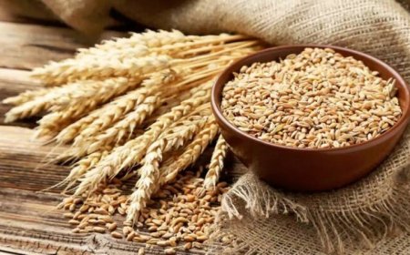 گندمکاران بخوانند/ قیمت واقعی گندم مشخص شد