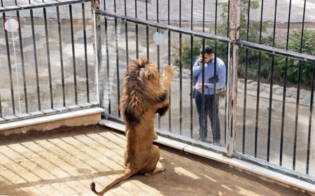 مرگ‌ومیر پی‌درپی حیوانات در باغ وحش ارم