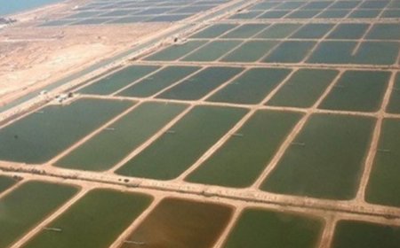 محصول ۴۵ درصد استخرهای پرورش میگو بوشهر برداشت شد