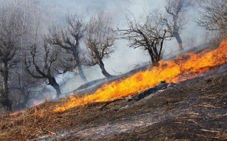 ۵ هکتار از جنگل‌های رودبار در آتش سوخت