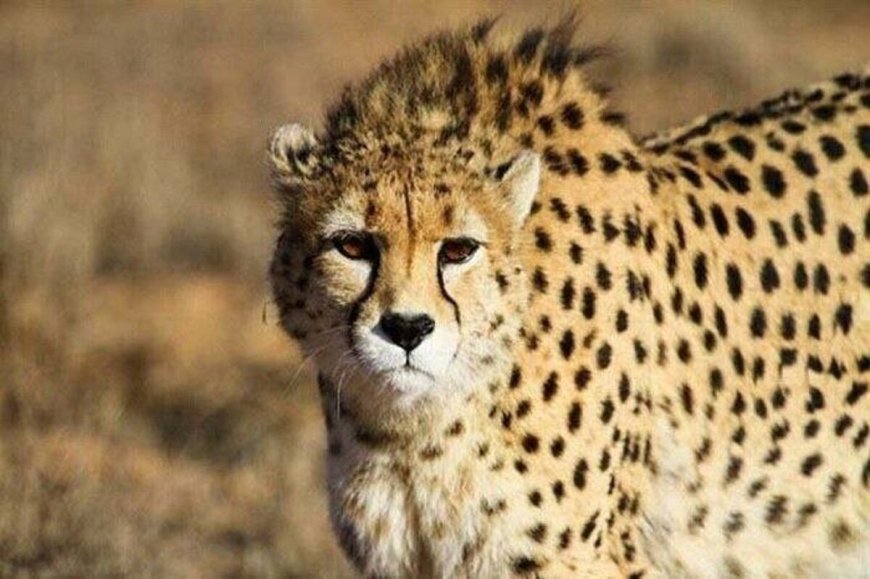 انتقال تاکسیدرمی یوز از اتاق معاون رئیس‌جمهور