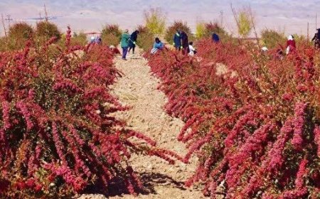 حال ناخوش زرشک‌ کاران خراسان جنوبی دست و دل های خراشیده زرشک کاران از تولید