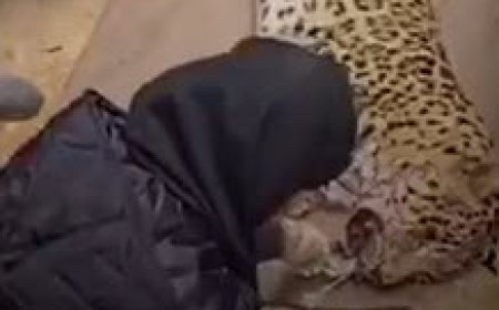 لحظه زنده‌گیری پلنگ دماوند