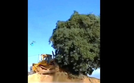 اداره‌ کل منابع طبیعی فارس : ماجرای قطع درخت ۷۰۰ساله بلوط در فارس صحت ندارد