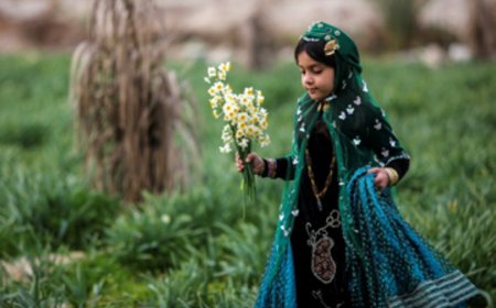 برداشت گل نرگس از گلزارهای کازرون استان فارس