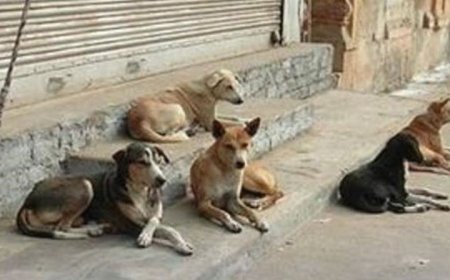 شهروندان عسلویه انتقاد کننده اقدامات بی‌نتیجه پیمانکار شهرداری در جمع آوری سگ‌های ولگرد