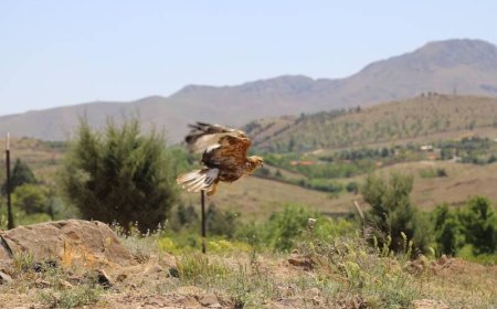 آغاز شمارش پرندگان مهاجر آبزی در کهگیلویه و بویراحمد