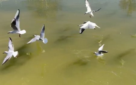 کاکایی‌ها میهمان زمستانی شیراز