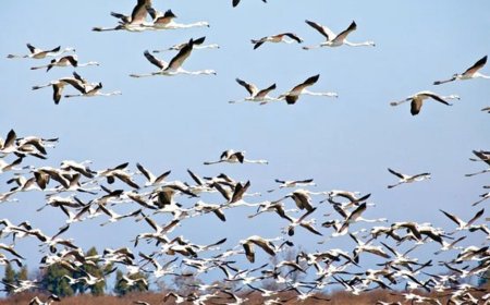 آغاز سرشماری زمستانه پرندگان در فارس