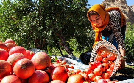 خرما، انجیر و انار فارس روی چرخ صادرات؛ از راه‌اندازی میزملی تا برگزاری نمایشگاه