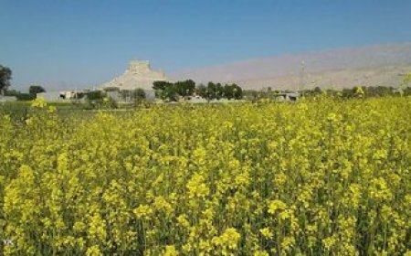 مزارع خردل فین به گل نشست