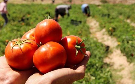 گوجه فرنگی‌های هرمزگان راهی بازار شد