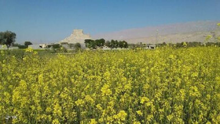 مزارع خردل فین به گل نشست
