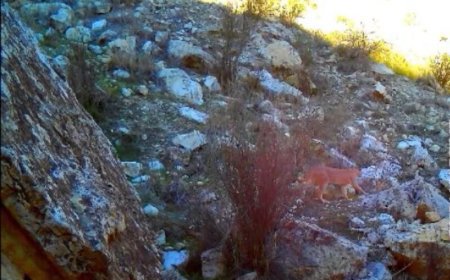 یک جفت کاراکال در منطقه شکار ممنوع ارم دشتستان مشاهده و ثبت شد