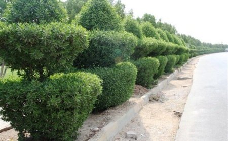 افزوده شدن ۴۰ هکتار فضای سبز به اهواز/ بوستان ۱۴۰ هزار متری گل نرگس احداث خواهد شد