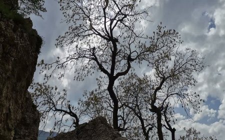 بارش پراکنده باران در فارس