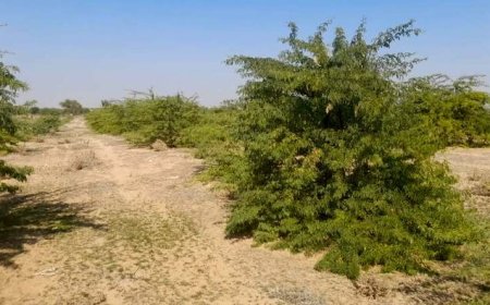 بلاتکلیفی کمربند سبز در یکی از آلوده‌ترین کلانشهرهای کشور