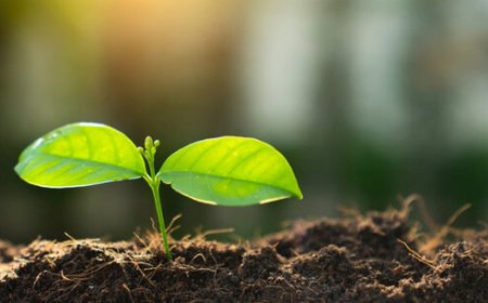 پویش کاشت ۵ میلیون بذر گیاهان بومی در ارتفاعات شیراز