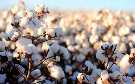فارس رتبه اول در تولید «طلای سفید ایران»