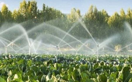 فارس خواستار اجرای سند بهره‌وری آب؛ شکوفایی کشاورزی زیر سایه بهینه‌سازی