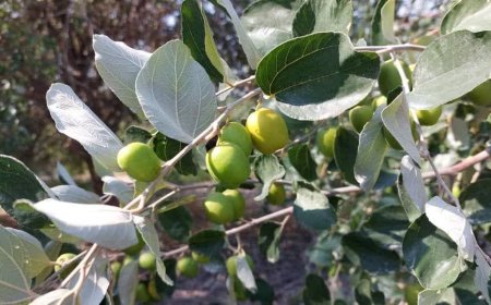 برداشت میوه کُنار از باغ‌های استان بوشهر