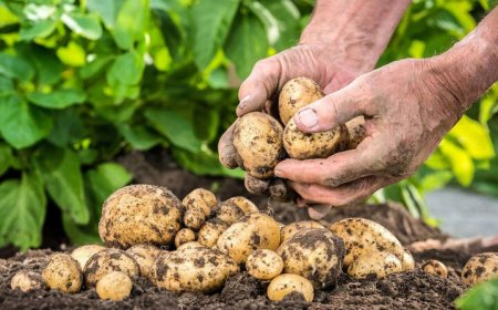 انبارهای احتکار 976 میلیاردی سیب‌زمینی در شیراز لو رفت