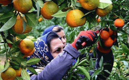 هزار و ۳۰۰ هکتار از تولیدات باغی هرمزگان اصلاح و نوسازی شد