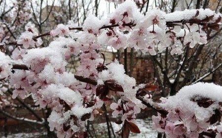 کاهش دما و سرمازدگی در راه است/ هشدار به کشاورزان و دامداران فارس