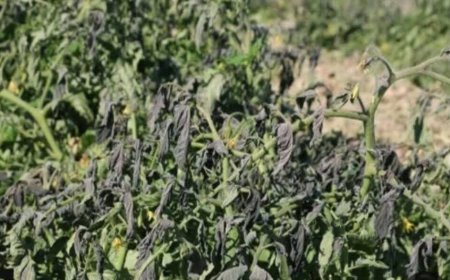 راهکارهای جهاد کشاورزی بوشهر برای جلوگیری از سرمازدگی محصولات