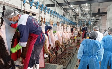 کشتارگاه دام حمیدیه با ورود دستگاه قضا افتتاح شد