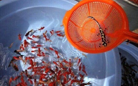 محیط زیست اندیمشک: خزندگان و دوزیستان، کالای تزیینی سفره هفت سین نیستند