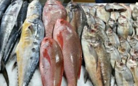 آغاز عرضه مستقیم ماهی در هرمزگان