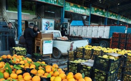 آغاز توزیع گسترده میوه تنظیم بازار با نرخ مصوب در استان فارس