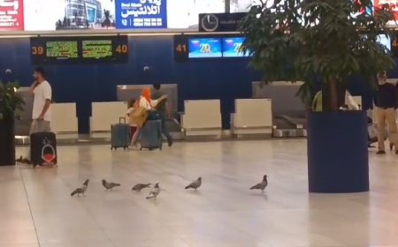ببینید| پرندگان ناخوانده سالن ورودی فرودگاه کیش - ۱۶ فروردین ۱۴۰۴