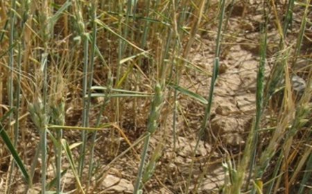 سایه سنگین خشکسالی بر مزارع کهگیلویه و بویراحمد
