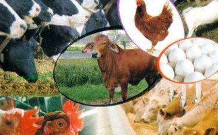 ۸۰ درصد صادرات و واردات دام کشور از هرمزگان است
