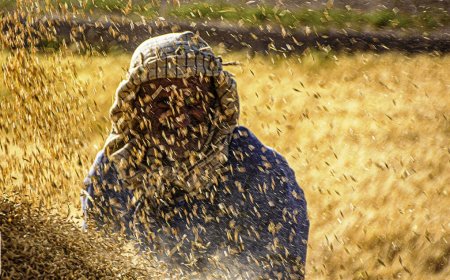 تضمینی برای هفت‌ماه تلاش؛ خرید گندم در هرمزگان آغاز شد