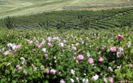 گیاهان دارویی مناطق گرمسیری ایران در خطر انقراض