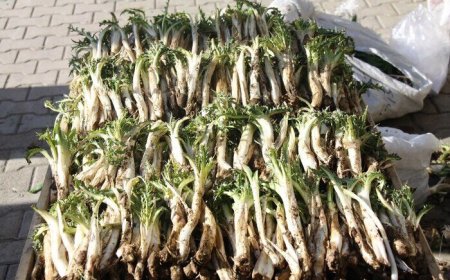 حراج میراث طبیعی زاگرس