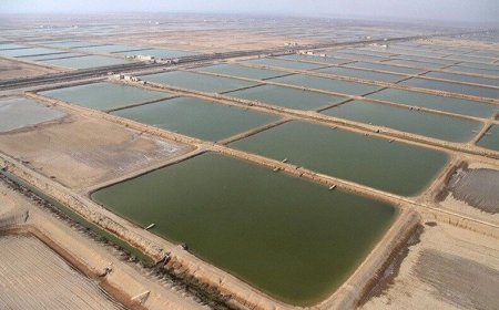 هرمزگان در مسیر پیشرفت آبزی‌پروری دریایی قرار گرفته است